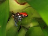 Ranitomeya reticulata - samec přenáší pulce