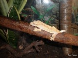 Crested gecko 3