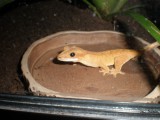 Crested gecko 4