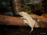 Crested gecko 5