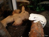 Crested gecko 6