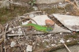 ještěrka zelená (Lacerta viridis meridionalis)