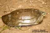 Ganges Soft-Shelled Turtle