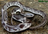 Barred wolf snake