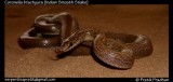 Indian Smooth Snake