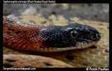 Black Headed Royal Snake