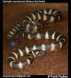 Malacca Sea Snake
