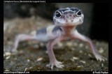 Westindischer Leapord Gecko