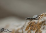 Asian Snake-eyed Skink
