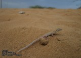 Persian Fringe-toed Lizard