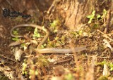 Colchican Slow Worm