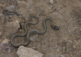 Armenian Dwarf Snake