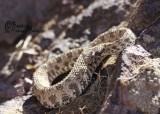 Spider-tailed Horned Viper