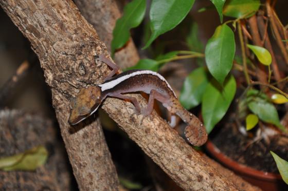 Aeluroscalabotes felinus (Borneo)