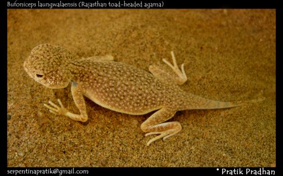 Rajasthan toad-headed agama