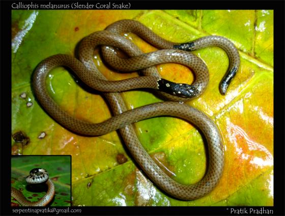 Slender coral snake