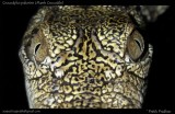 <a href="http://www.reptarium.cz/en/taxonomy/Crocodylus-palustris/photogallery/33189">Photo of <em>Crocodylus palustris</em></a> by <a href="http://www.reptarium.cz/en/profiles/5044">Pratik Pradhan</a>
