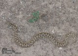 <a href="http://www.reptarium.cz/en/taxonomy/Eryx-elegans/photogallery/32904">Photo of <em>Eryx elegans</em></a> by <a href="http://www.reptarium.cz/en/profiles/6421">Barbod Safaei Mahroo</a>