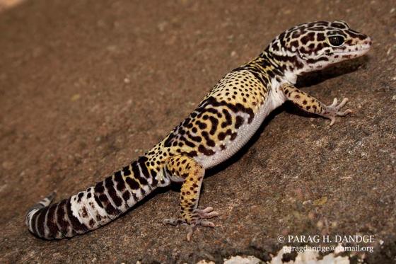 Indian fat-tailed gecko