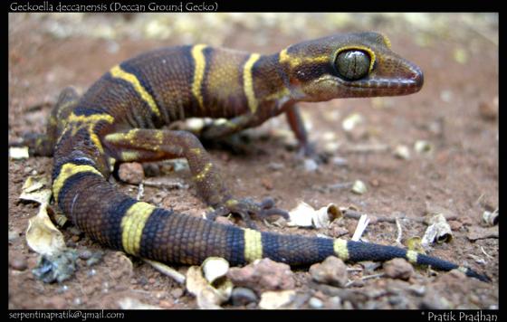 Deccan Ground Gecko