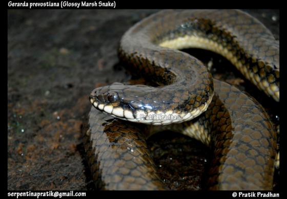 Glossy Marsh Snake