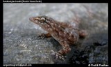 <a href="http://www.reptarium.cz/en/taxonomy/Hemidactylus-brookii/photogallery/32487">Photo of <em>Hemidactylus brookii</em></a> by <a href="http://www.reptarium.cz/en/profiles/5044">Pratik Pradhan</a>