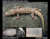 <a href="http://www.reptarium.cz/en/taxonomy/Hemidactylus-brookii/photogallery/32488">Photo of <em>Hemidactylus brookii</em></a> by <a href="http://www.reptarium.cz/en/profiles/5044">Pratik Pradhan</a>