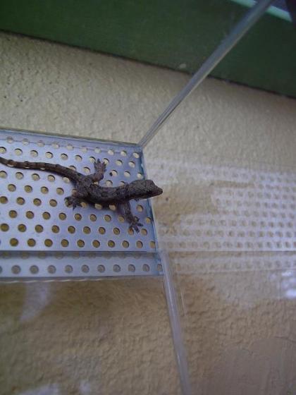 Hemidactylus frenatus - mládě