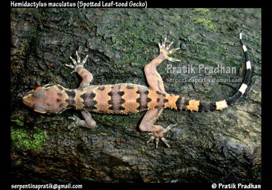 Leaf-toad Gecko