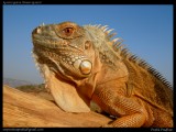 <a href="http://www.reptarium.cz/en/taxonomy/Iguana-iguana/photogallery/33093">Photo of <em>Iguana iguana</em></a> by <a href="http://www.reptarium.cz/en/profiles/5044">Pratik Pradhan</a>