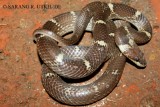 <a href="http://www.reptarium.cz/en/taxonomy/Lycodon-aulicus/photogallery/25908">Photo of <em>Lycodon aulicus</em></a> by <a href="http://www.reptarium.cz/en/profiles/3511">sarang utkhede</a>