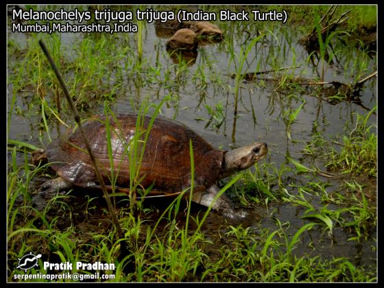 Indian Black Turtle