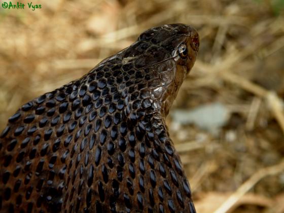 Indian black cobra