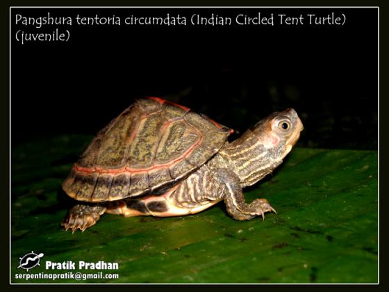 Indian Circled Tent Turtle