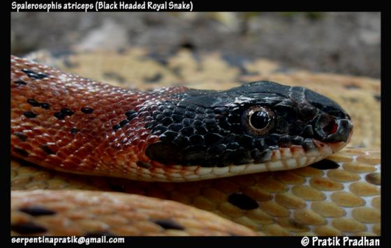 Black Headed Royal Snake