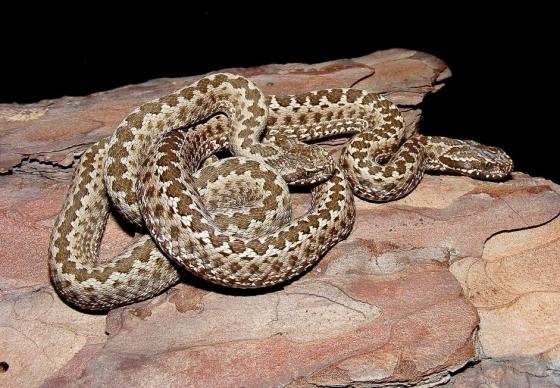 Vipera renardi | The Reptile Database
