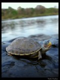 Brown roofed turtle