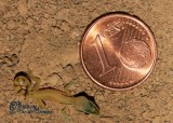 Microgecko persicus