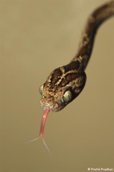 Common Cat Snake