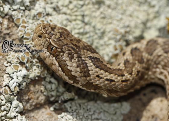 Vipera ursinii | The Reptile Database
